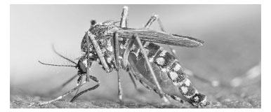 ডেঙ্গু নিয়ন্ত্রণে ভ্যাকসিন কতটা কার্যকর