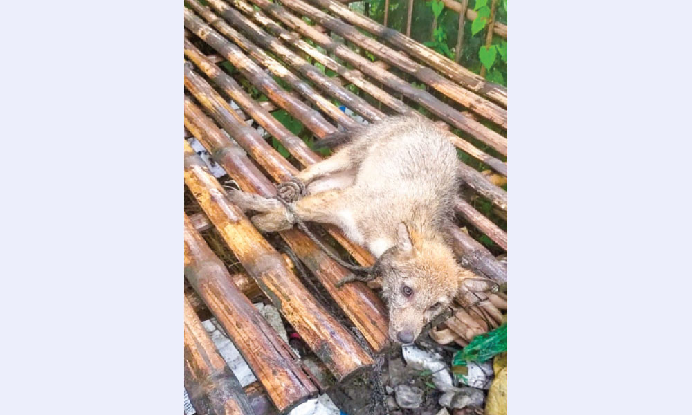 অবশেষে মায়ের কোলে
