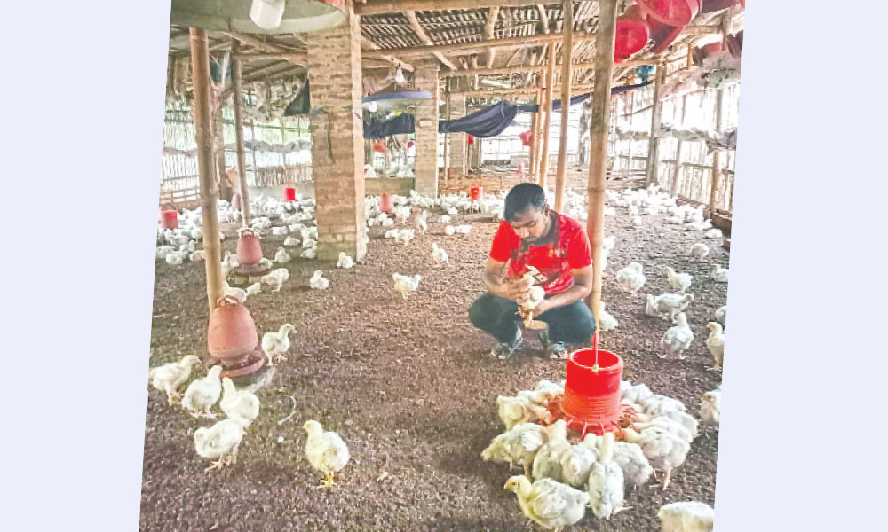 বেচি মুরগি, কিনি বই বাঁধি পাখির নীড়