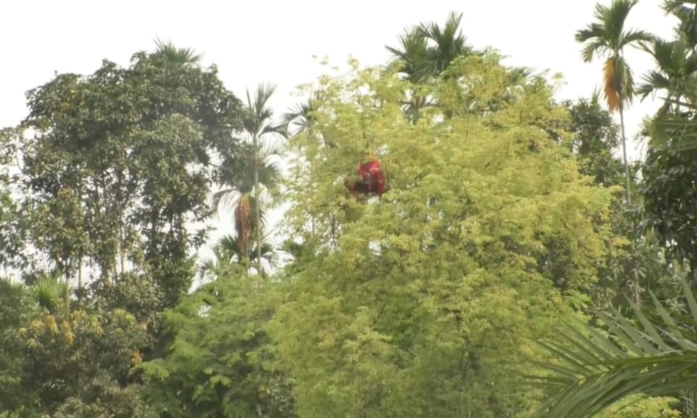 ততত